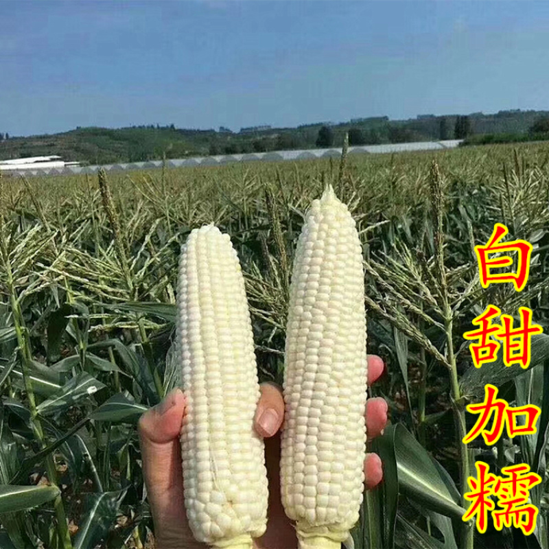 白糯玉米种子白甜糯玉米种籽高产包邮四季香甜糯大棒粘苞米籽鲜食