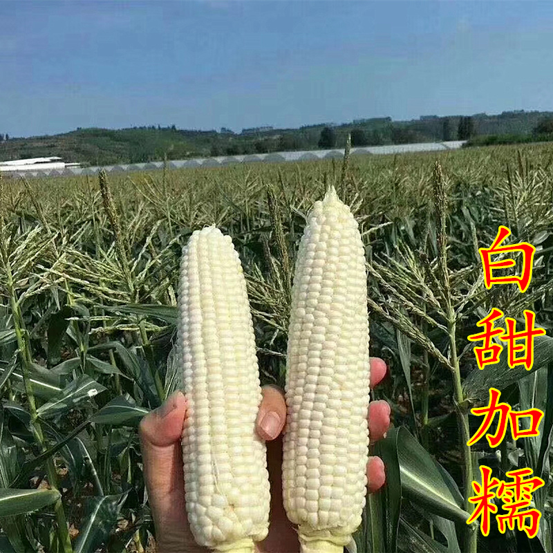 白糯玉米种子白甜糯玉米种籽高产包邮四季香甜糯大棒粘苞米籽鲜食