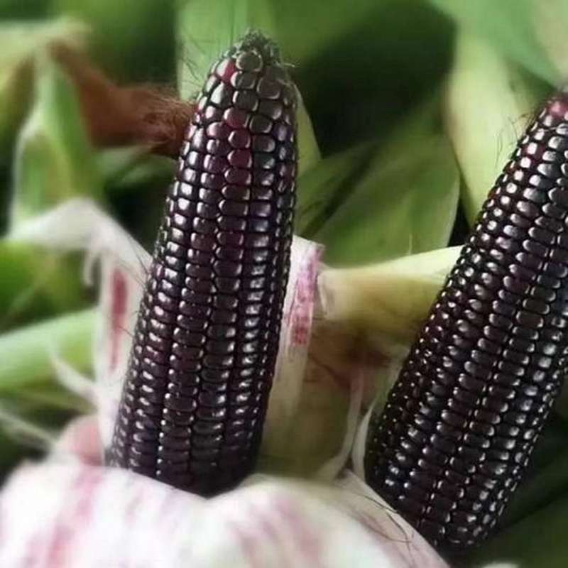 紫黑糯玉米种子紫苞米种籽紫甜糯黑甜糯玉米鲜食粘棒四季大田包邮