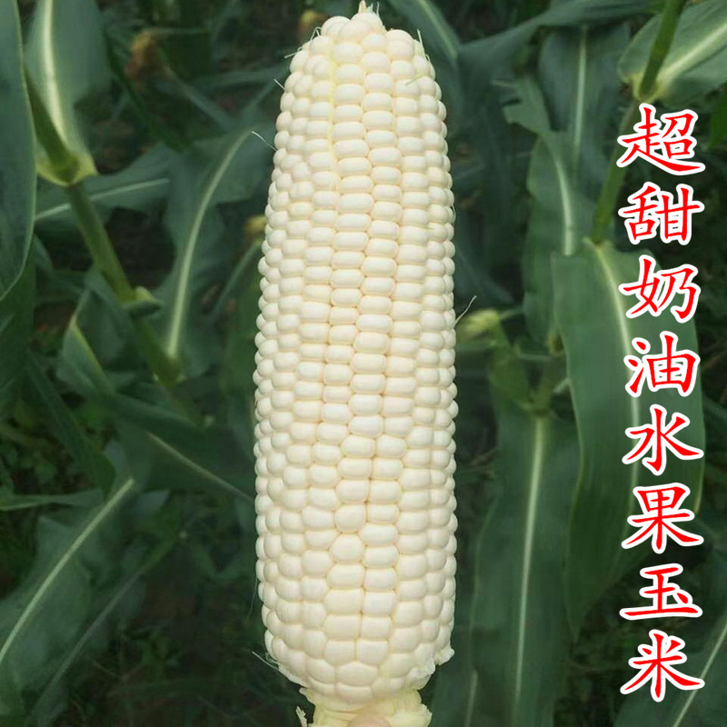 超甜白玉牛奶水果玉米种子大棒白色冰糖玉米种籽生吃水果四季包邮