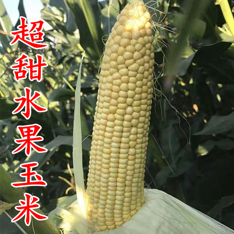 超甜甜蜜水果玉米种子生食甜玉米棒苞米种籽高产四季蔬菜大棒包邮