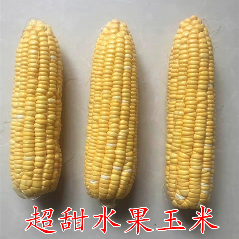 超甜甜蜜水果玉米种子生食甜玉米棒苞米种籽高产四季蔬菜大棒包邮
