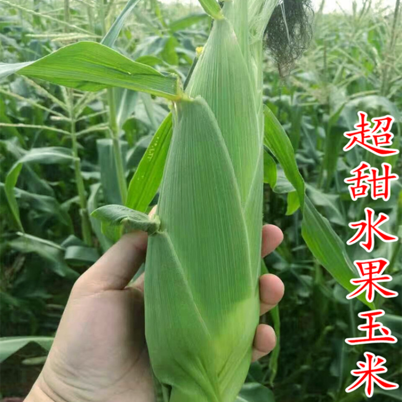 超甜甜蜜水果玉米种子生食甜玉米棒苞米种籽高产四季蔬菜大棒包邮