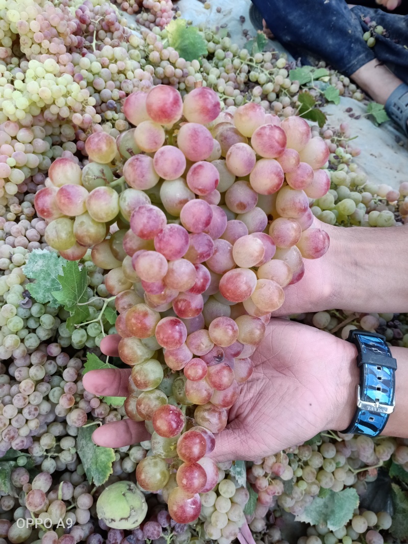 新疆吐鲁番红提葡萄新鲜水果现摘现发红提阳光玫瑰葡萄