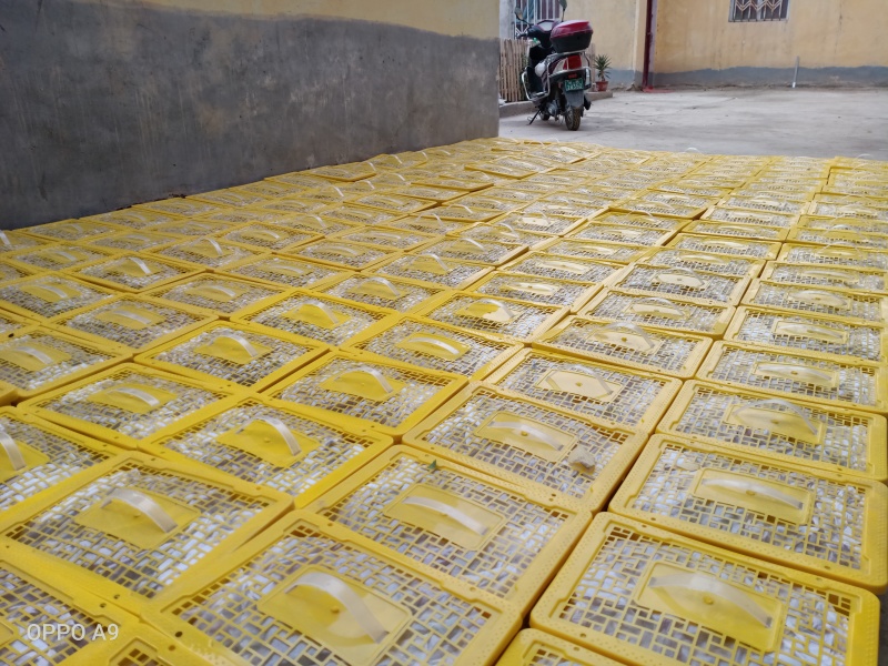 新疆吐鲁番红提葡萄新鲜水果现摘现发红提阳光玫瑰葡萄
