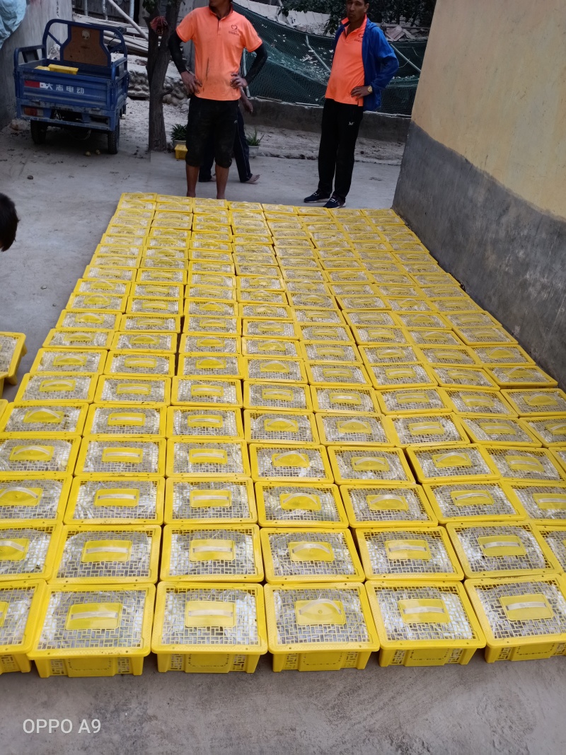 新疆吐鲁番红提葡萄新鲜水果现摘现发红提阳光玫瑰葡萄