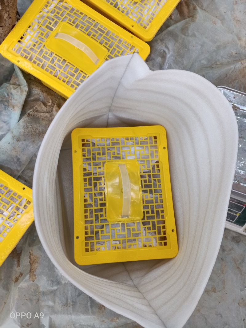 现摘现发新疆吐鲁番无核白葡萄新鲜新疆苿莉香葡萄5斤装