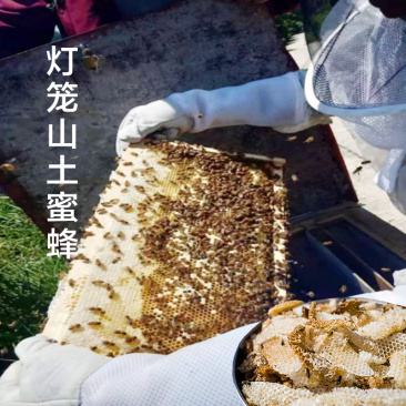 灯笼山土蜂蜜500g包邮