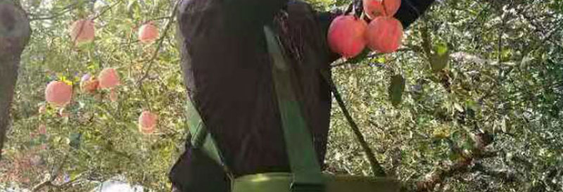 苹果采摘包水果采摘专用篮水果采摘筐水果采摘神器果园采摘水果篮