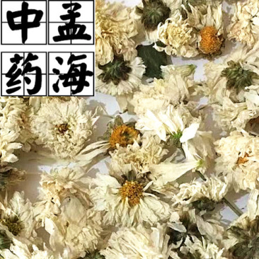 太阳花菊花