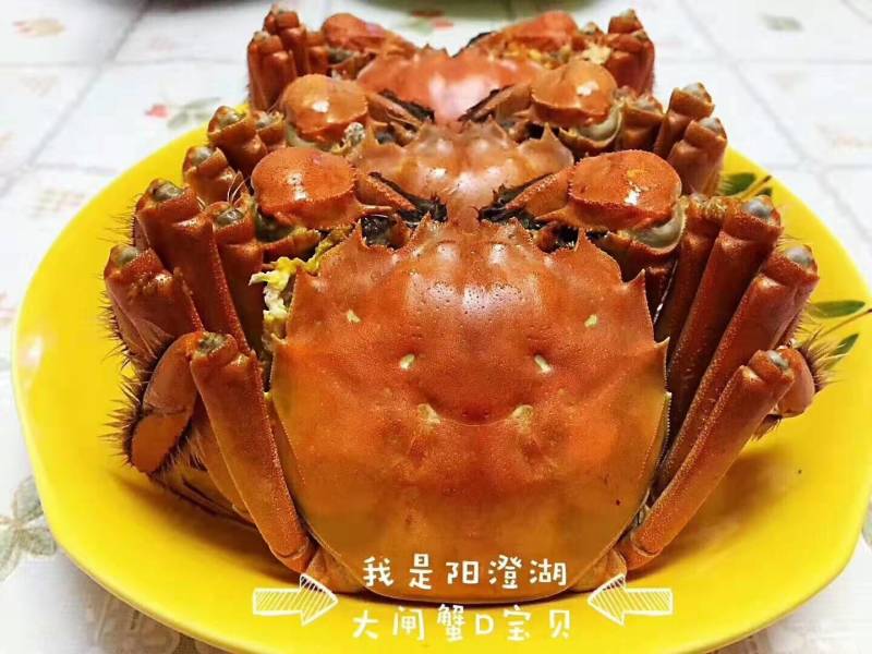 珍浩大闸蟹大闸蟹阳澄湖大闸蟹苏州大闸蟹