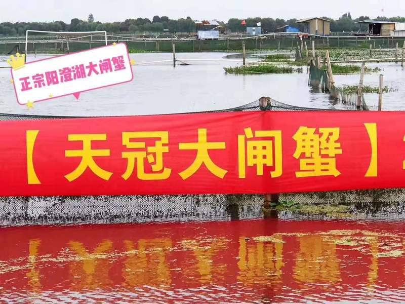 珍浩大闸蟹大闸蟹阳澄湖大闸蟹苏州大闸蟹