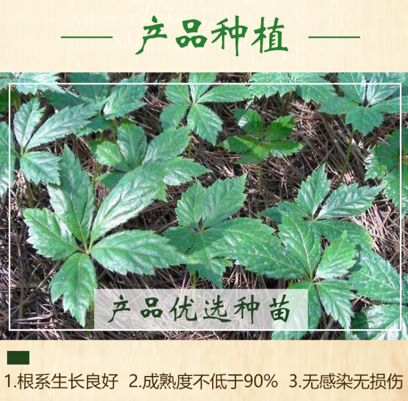 三七粉