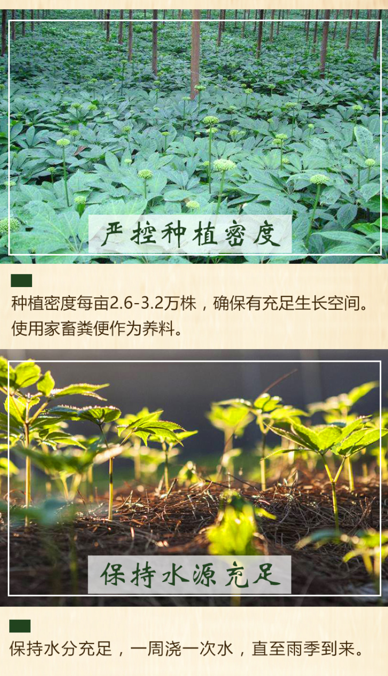 三七粉