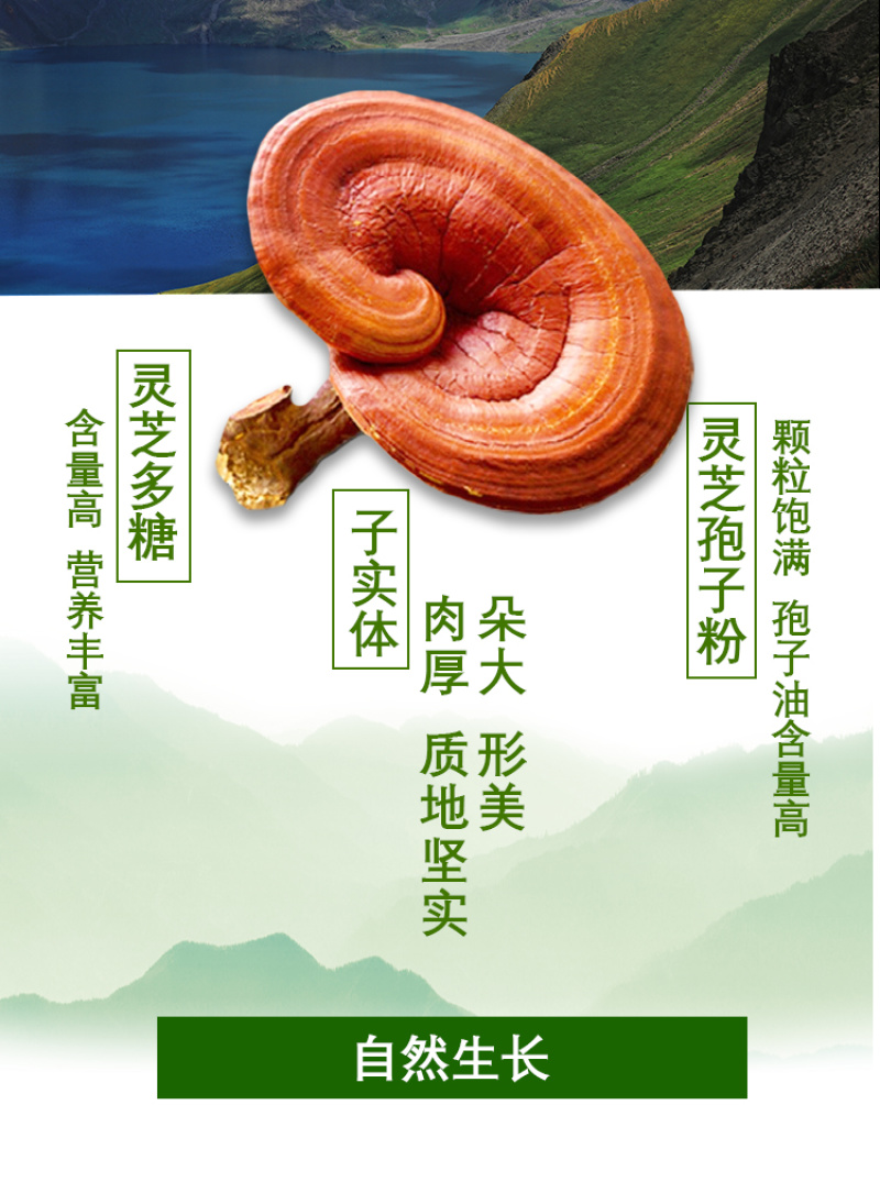 长白山灵芝孢子粉