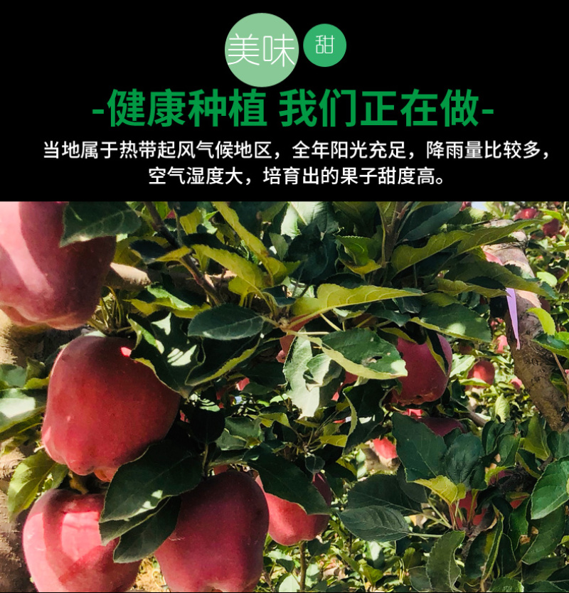 甘肃天水花牛苹果水果带箱10斤新鲜当季