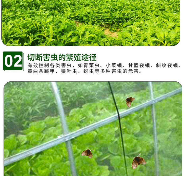 80目加厚加密防虫网水蛭泥鳅养殖网蔬菜大棚防虫网
