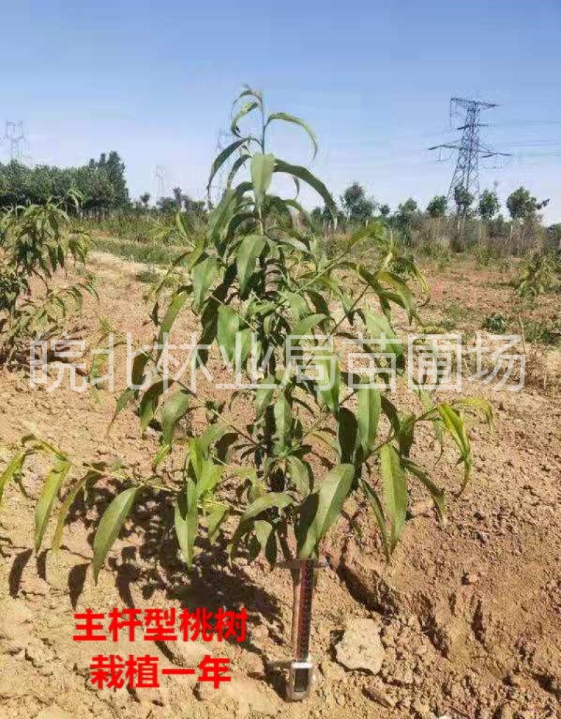 93春丽桃树苗，果实大，果香味浓郁，色彩艳丽，不变软