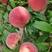 突围桃桃树苗，个头偏大，果实15天不变软甜度高，颜色紫红