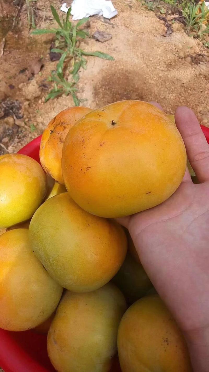 太秋甜脆柿苗，保湿发货提供技术管理。苹果脆，梨的水份。