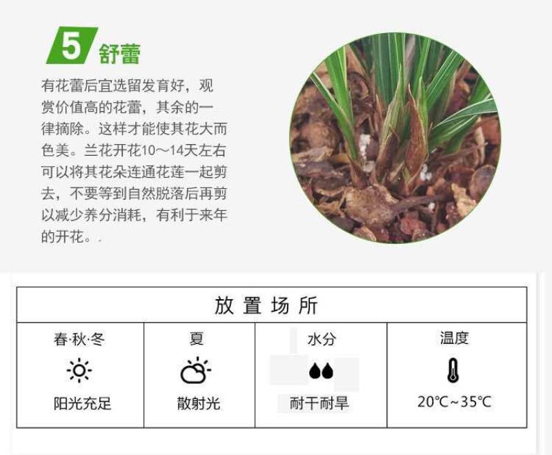 有好货浓香型兰花花卉室内绿植花卉盆栽墨兰建兰蕙兰