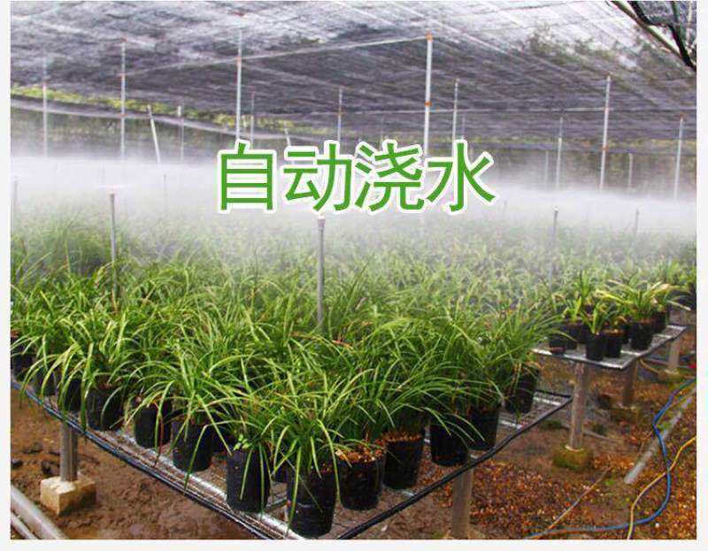 有好货浓香型兰花花卉室内绿植花卉盆栽墨兰建兰蕙兰