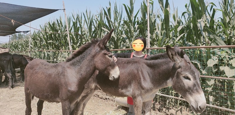 驴活体500-600斤
