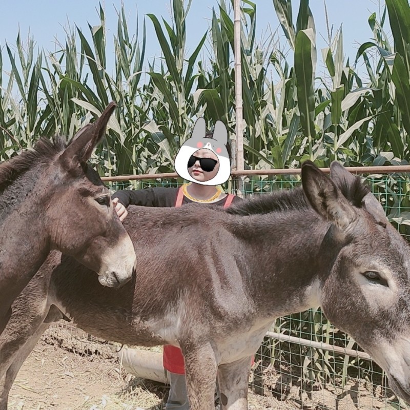 肉驴