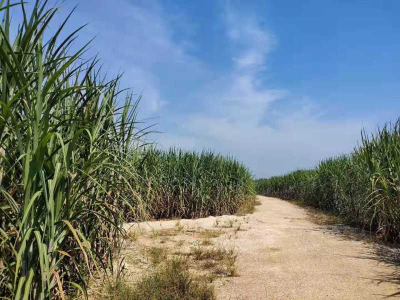 柳城县太平镇4600亩旱地出租