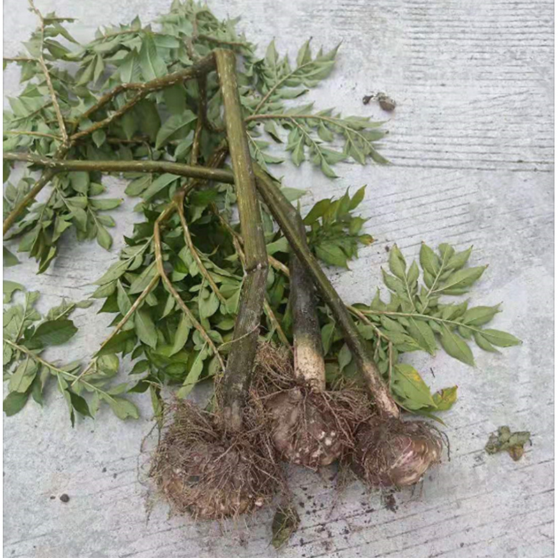 重庆秀山隘口高山农村自产魔芋大量出售成熟魔芋鲜货现货魔芋豆腐