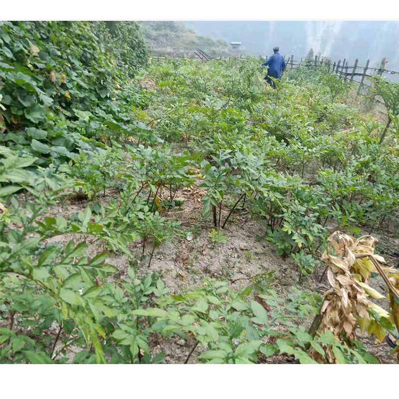 重庆秀山隘口高山农村自产魔芋大量出售成熟魔芋鲜货现货魔芋豆腐