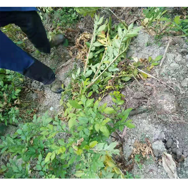 重庆秀山隘口高山农村自产魔芋大量出售成熟魔芋鲜货现货魔芋豆腐