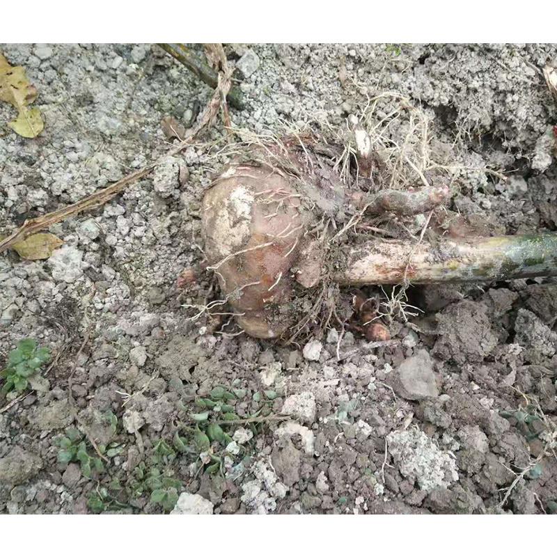 重庆秀山隘口高山农村自产魔芋大量出售成熟魔芋鲜货现货魔芋豆腐