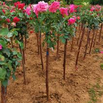 玫瑰，月季，高茎玫瑰，山茶花盆景