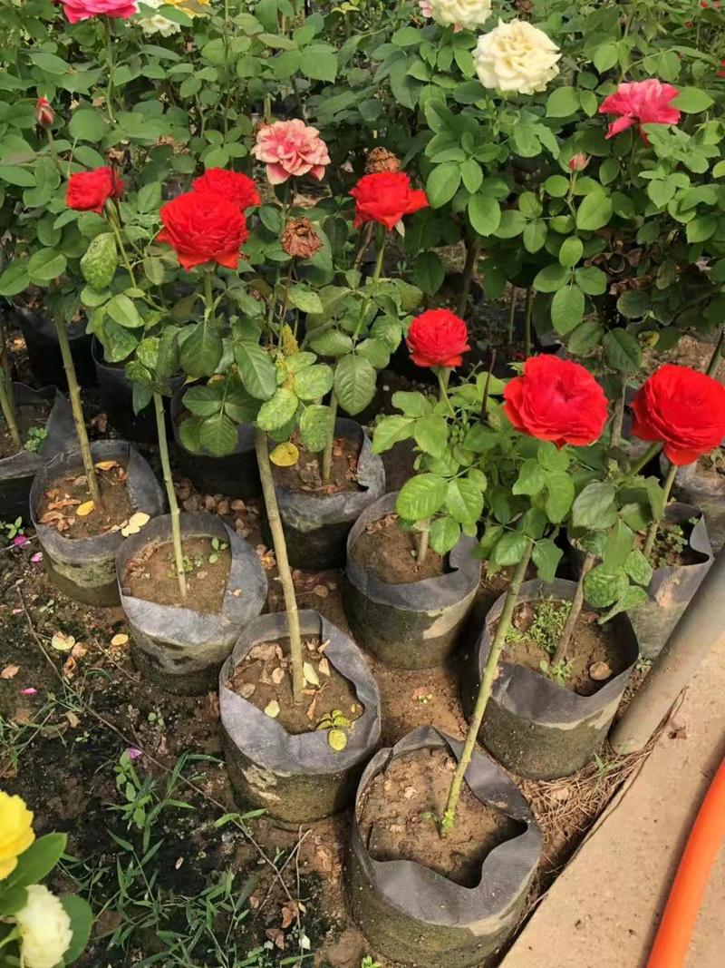 玫瑰，月季，高茎玫瑰，山茶花盆景