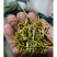 重庆市秀山隘口高山金银花干花双花新货包邮鲜货新品