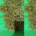 重庆市秀山隘口高山金银花干花双花新货包邮鲜货新品