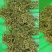 重庆市秀山隘口高山金银花干花双花新货包邮鲜货新品