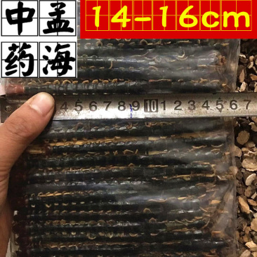 蜈蚣选条14-16cm无接条蜈蚣干
