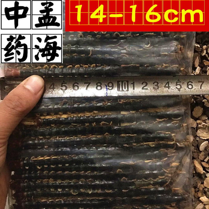 蜈蚣选条14-16cm无接条蜈蚣干