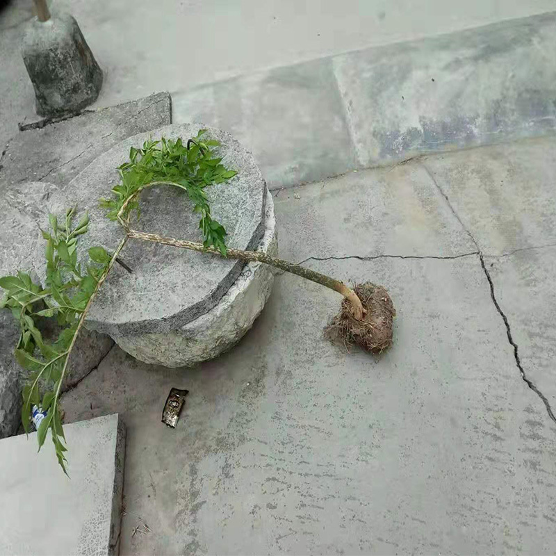 重庆秀山隘口高山农村自产魔芋大量出售成熟魔芋鲜货现货魔芋豆腐
