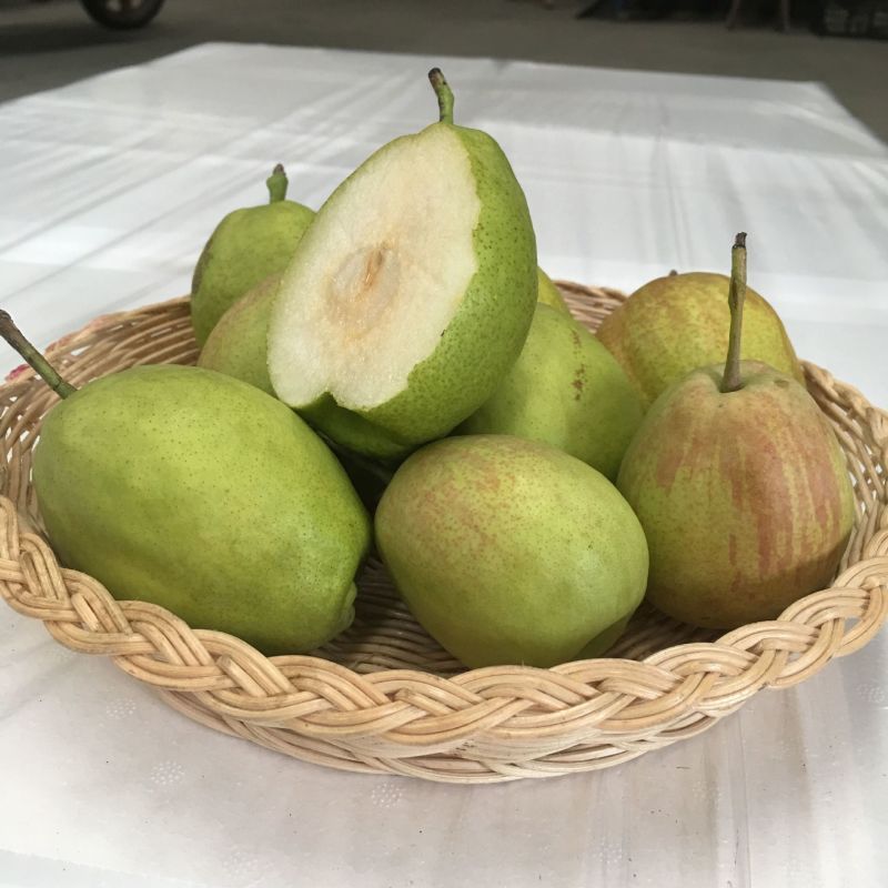 新疆库尔勒香梨5斤新鲜应季水果皮薄新疆梨子非红香酥梨