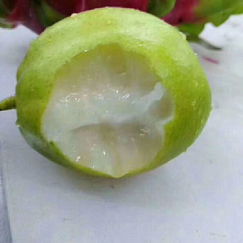 新疆库尔勒香梨5斤新鲜应季水果皮薄新疆梨子非红香酥梨