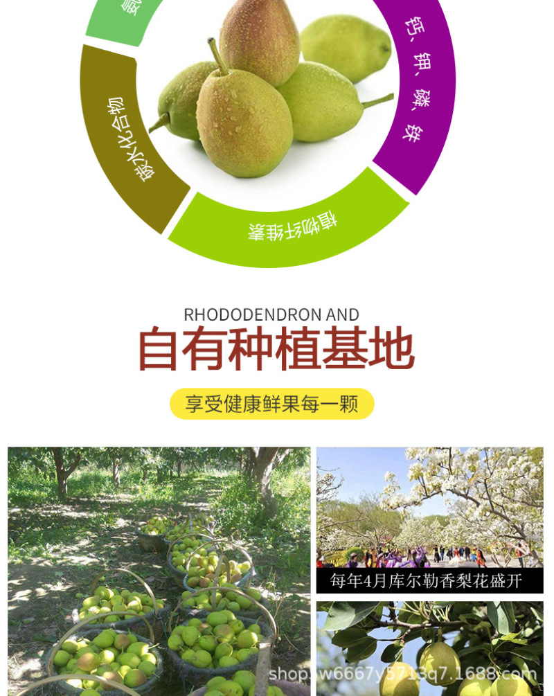 新疆库尔勒香梨5斤新鲜应季水果皮薄新疆梨子非红香酥梨