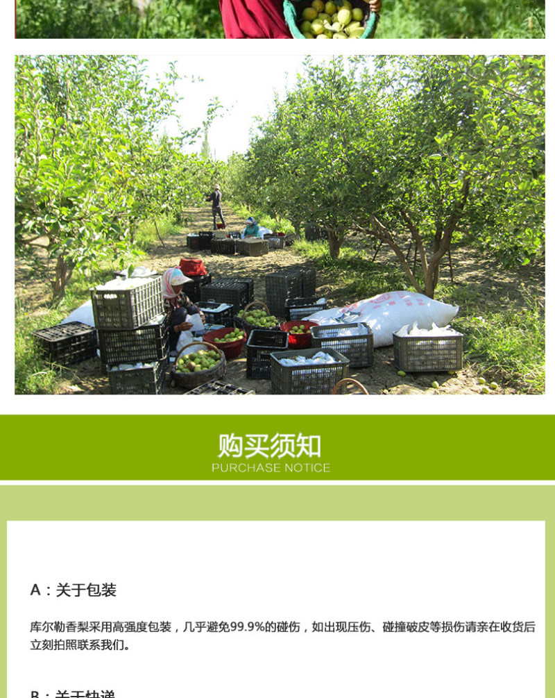 新疆库尔勒香梨5斤新鲜应季水果皮薄新疆梨子非红香酥梨