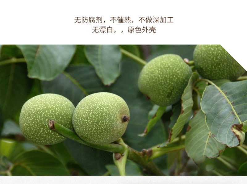 新鲜薄皮核桃1吨新疆薄皮手剥核桃仁坚果零食非纸皮核桃