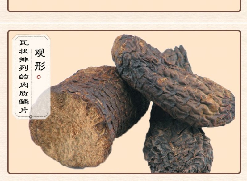 肉苁蓉新疆和田大芸新鲜肉苁蓉500g包邮