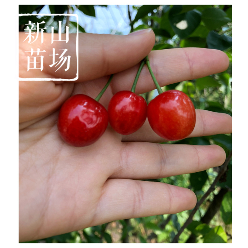 红妃樱桃苗樱桃树苗红妃苗玛瑙红新品种南方小樱桃苗
