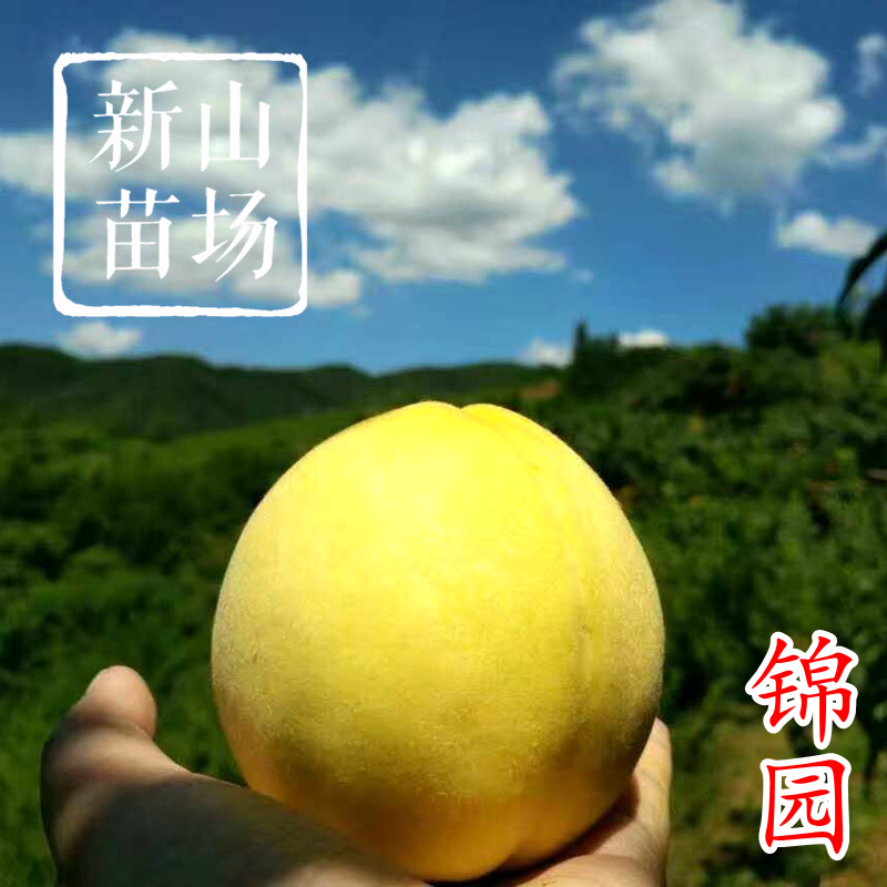 锦园黄桃树苗金灿桃苗奉贤7月黄桃苗嫁接桃树苗