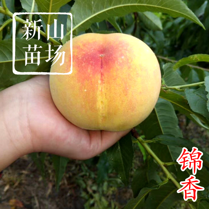 锦香黄桃苗黄金蜜一号桃树苗金灿早熟黄桃苗新品种